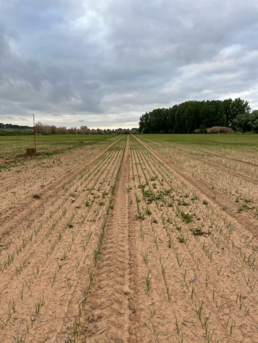 venta de ajo y cebolla Producción Agrícola