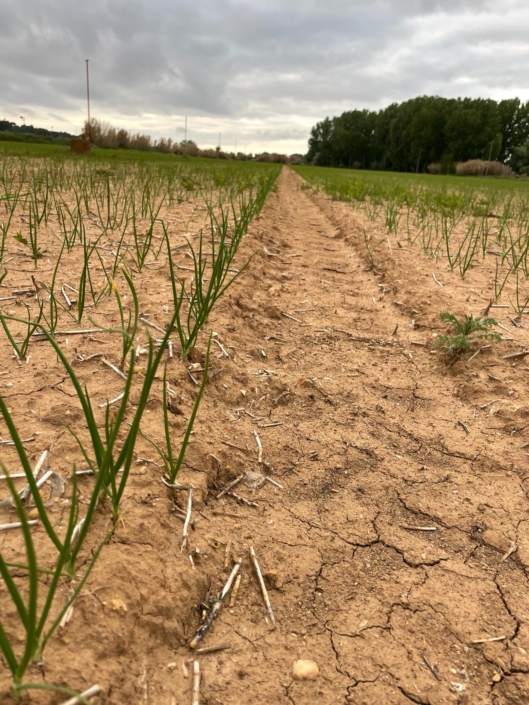 venta de ajo y cebolla Producción Agrícola campo