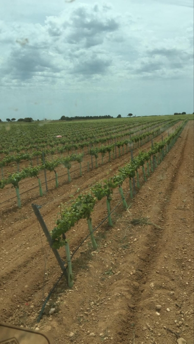 venta de ajo y cebolla cultivo Producción Agrícola