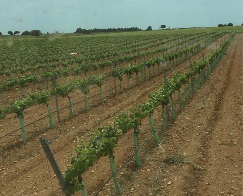 venta de ajo y cebolla cultivo Producción Agrícola