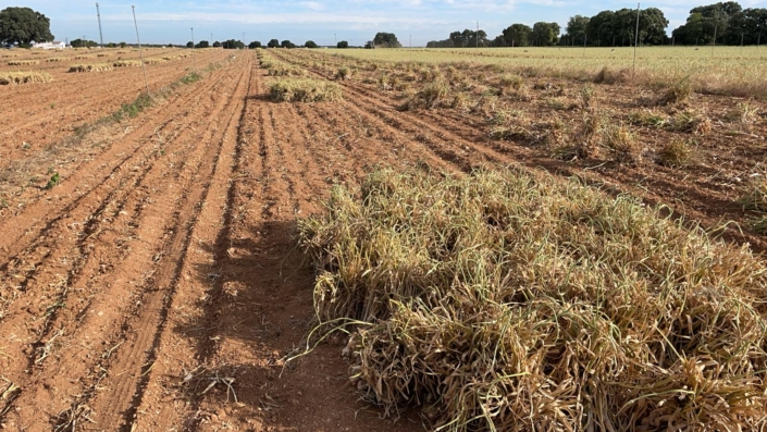 Campo Producción Agrícola venta de ajo y cebolla