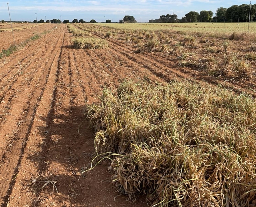 Campo Producción Agrícola venta de ajo y cebolla