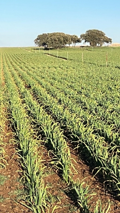 venta de ajo y cebolla Producción Agrícola